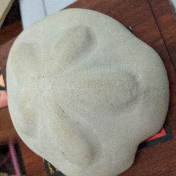 Giant Sand Dollar - from #floridakeys #sanddollar #beach - Picture 3 of 3